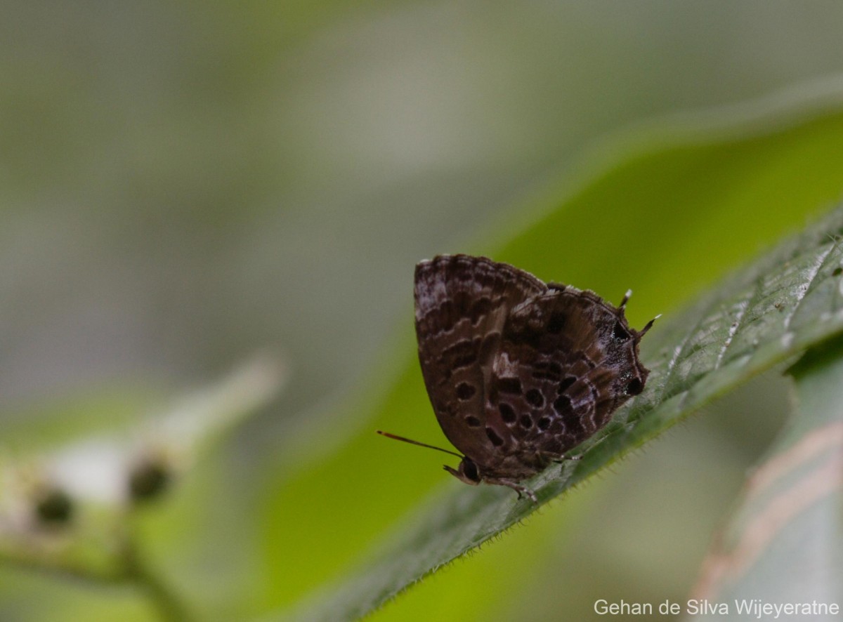 Arhopala abseus Hewitson, 1862